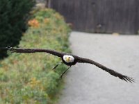Weisskopfseeadler 134